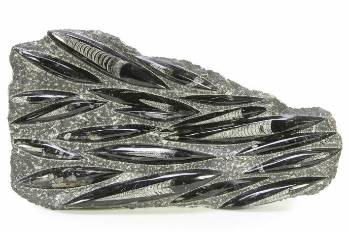 Polished Fossil Orthoceras (Cephalopod) Plate - Morocco #290393